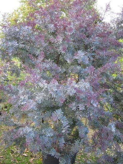 Acacia baileyana 'Purpurea' 