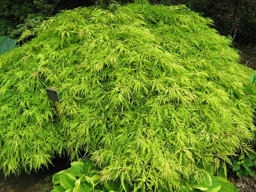 Acer palmatum 'Dissectum Flavescens' 