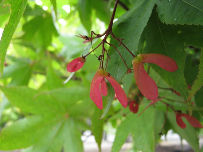 Acer palmatum 'Osakazuki' 