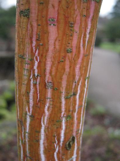 Acer pennsylvanicum 'Erythrocladum' 