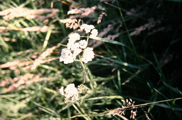 Achillea millefolium 