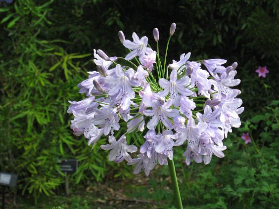 Agapanthus 'Lilac Time' 
