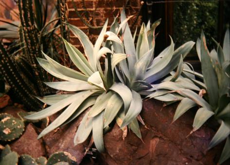 Agave albicans 