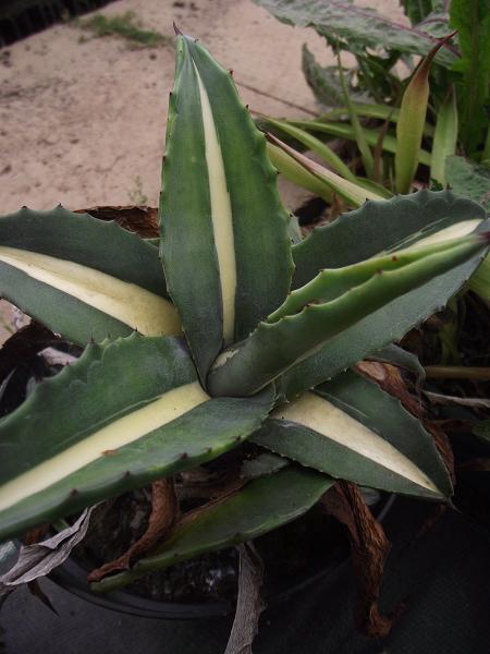Agave americana 'Kenneggy Picta' 