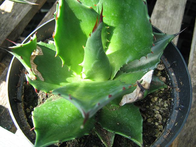 Agave chiapensis 