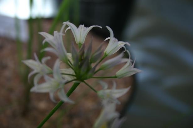 Allium acuminatum 'Album' 