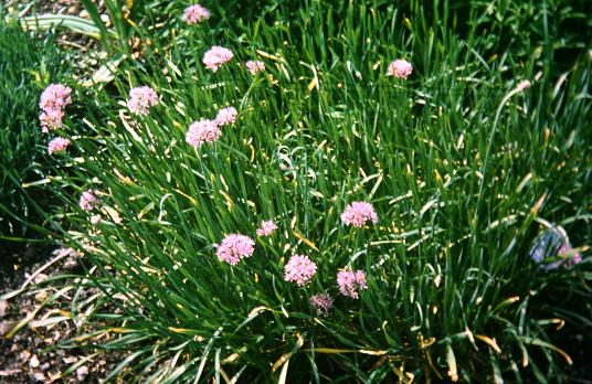 Allium oreophilum 