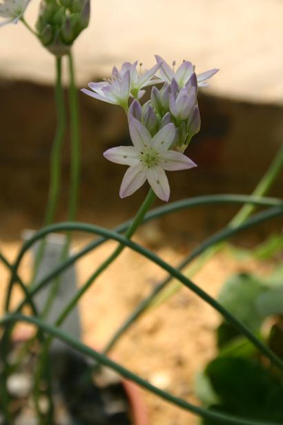 Allium purdyi 