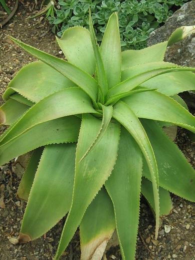 Aloe yemenica 