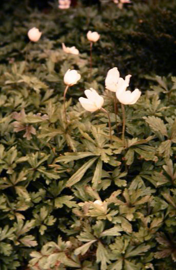 Anemone sylvestris 