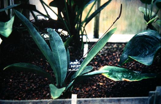 Anthurium petrophyllum 