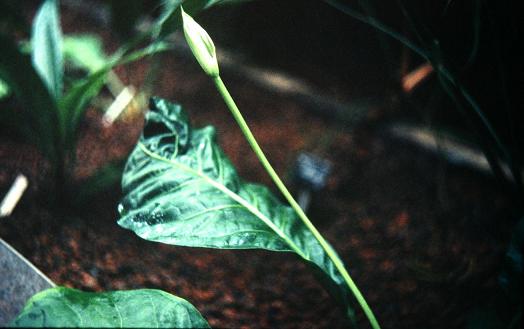 Anthurium salvadorense 