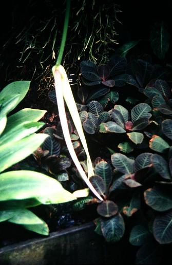 Anthurium salviniae 