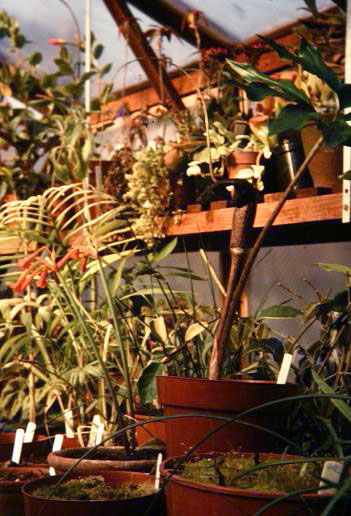 Arisaema thunbergii ssp urashima 