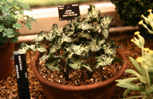 Arum italicum ssp italicum 'Marmoratum' 