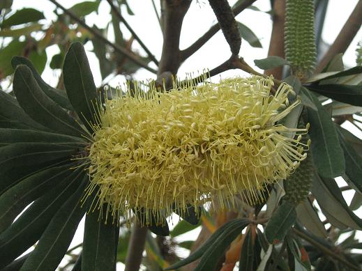 Banksia integrifolia 