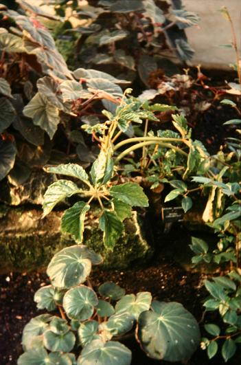 Begonia carolineifolia 