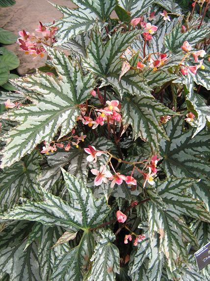 Begonia 'Charles Jaros' 