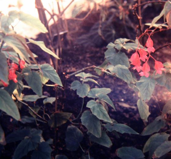 Begonia 'Corallina' 