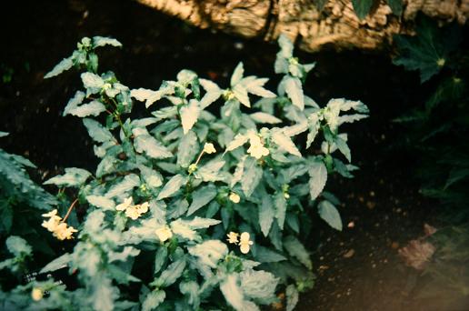 Begonia cubensis 