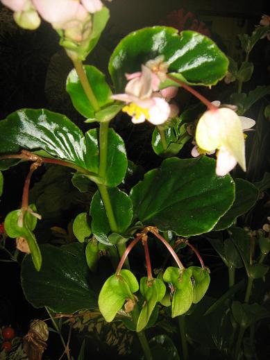 Begonia cucullata 