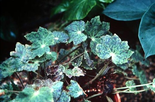 Begonia daedalea 