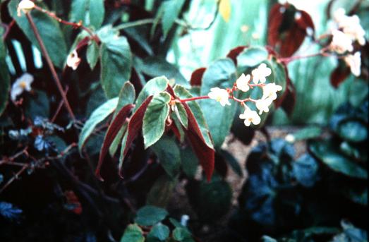 Begonia fruticosa 