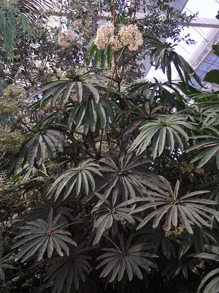 Begonia luxurians 
