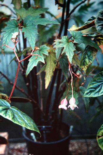 Begonia platanifolia 