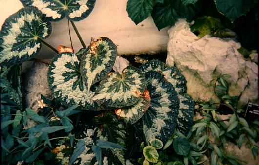 Begonia rex 