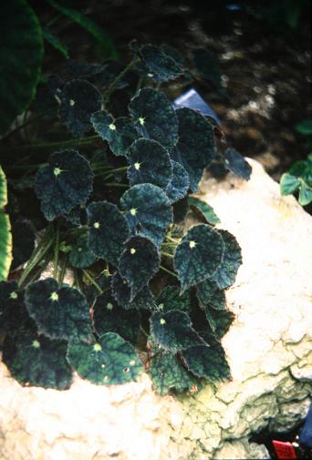 Begonia 'Tracery' 
