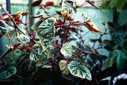 Begonia x thurstonii 