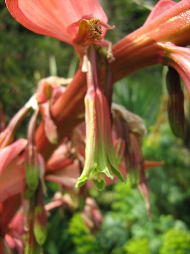 Beschorneria yuccoides 