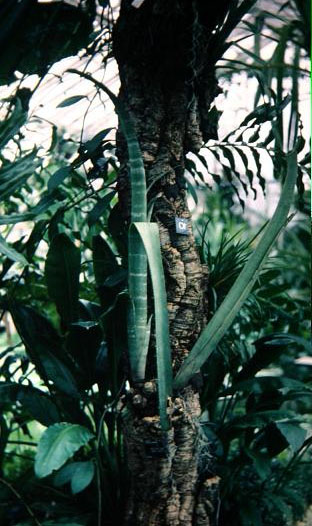 Billbergia porteriana 