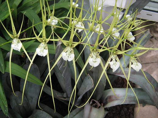 Brassia verrucosa 