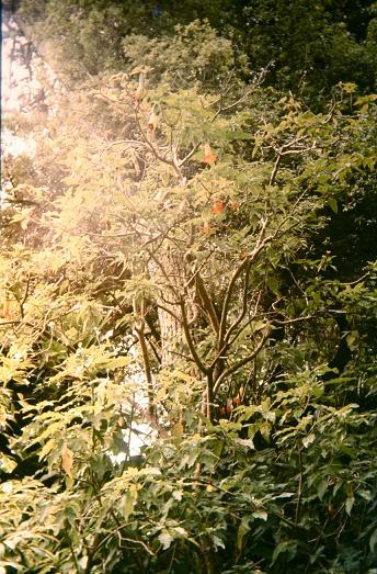 Brugmansia sanguinea 