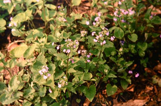 Brunnera macrophylla 