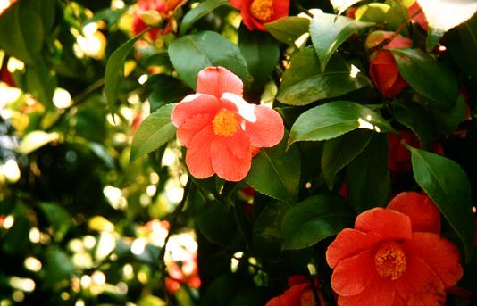 Camellia japonica 'Aubrey Magill' 