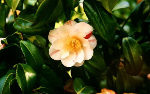 Camellia 'William Parmentier' 