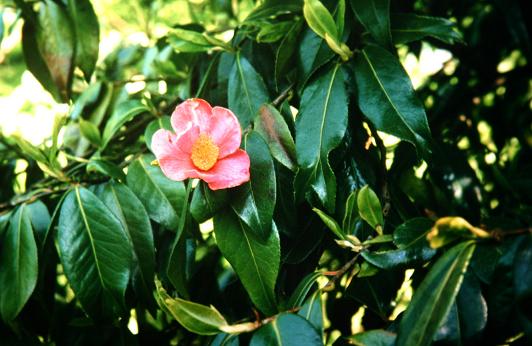 Camellia x williamsii 'C.F.Coates' 