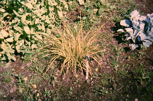 Carex acuta 'Variegata' 
