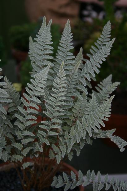 Cheilanthes eatonii 