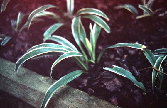 Chlorophytum laxum 'Bichetii' 