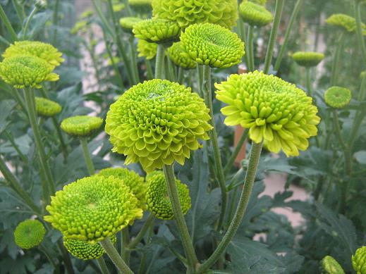 Chrysanthemum 'Feeling Green' 
