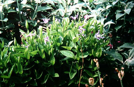 Clematis diversifolia 