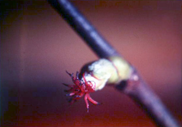 Corylus avellana 