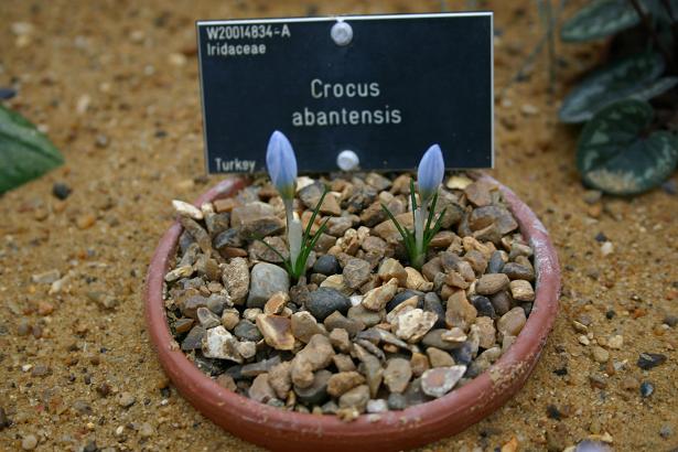 Crocus abantensis 
