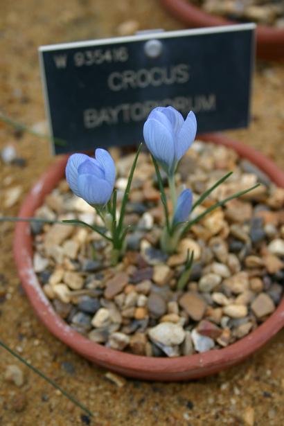 Crocus baytopiorum 