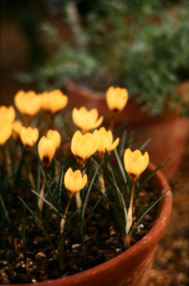 Crocus chrysanthus 'E.P.Bowles' 