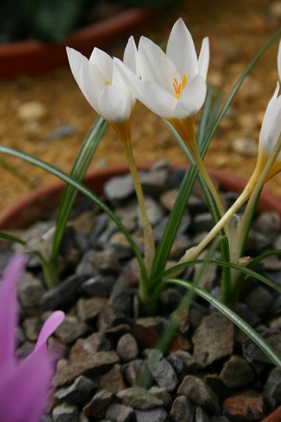 Crocus pestalozzae White Flowered 